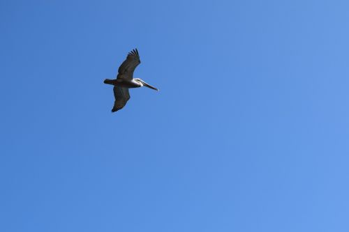 pelican flying bird