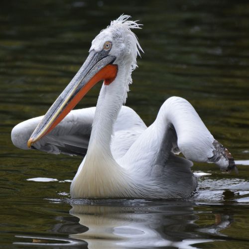 pelican bird beak