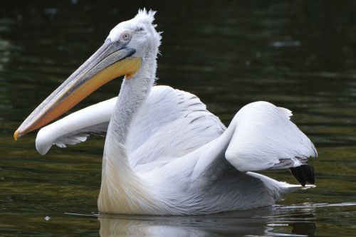 pelican wings beak