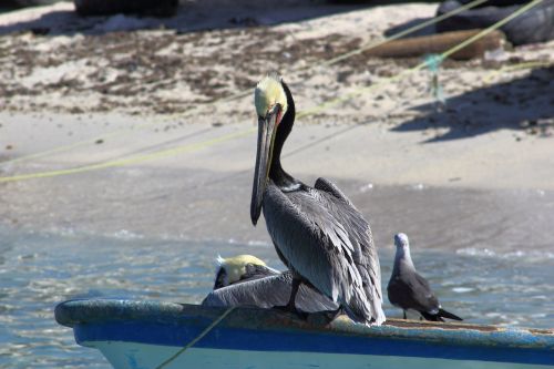 pelican beach sea bird
