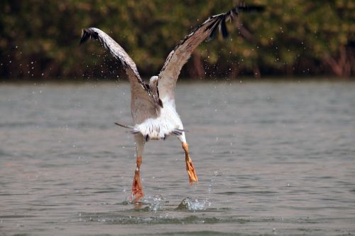 pelican take off bird