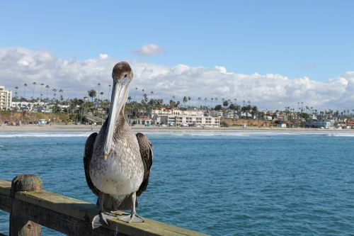 pelican seaside bird