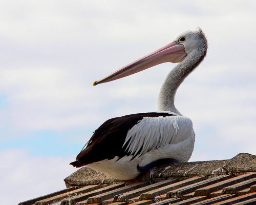 pelican roof resting