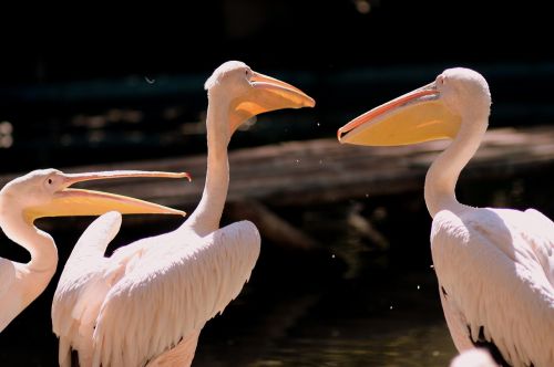 pelican birds three