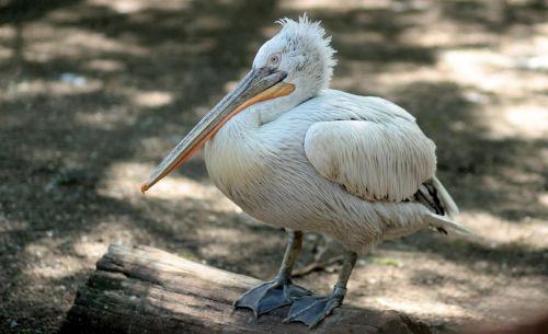 pelican birds rest
