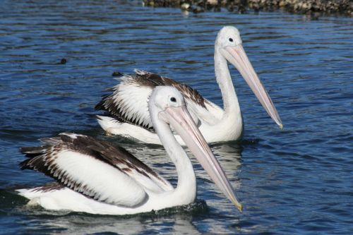 pelican water couple