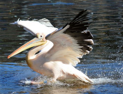 Pelican