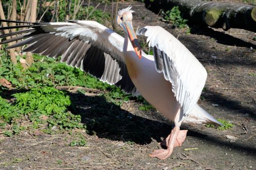 Pelican