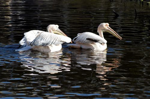 Pelican