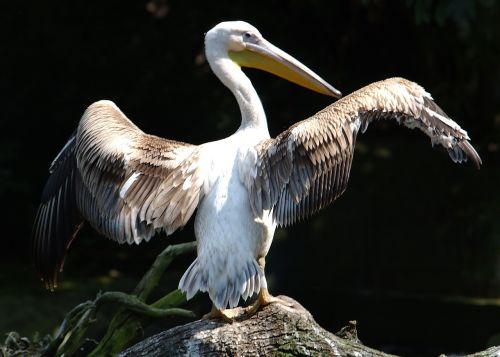 pelican bird ali
