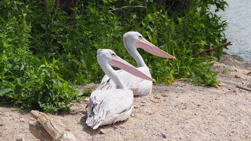 pelican bird water