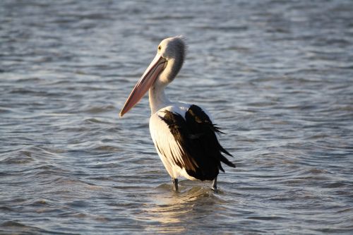 pelican beach sea