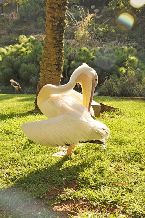 pelican bird nature