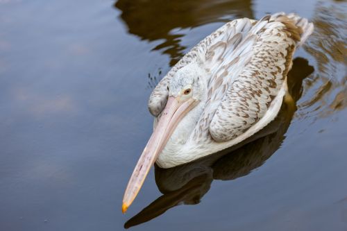 Pelican