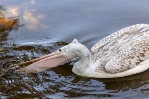 Pelican