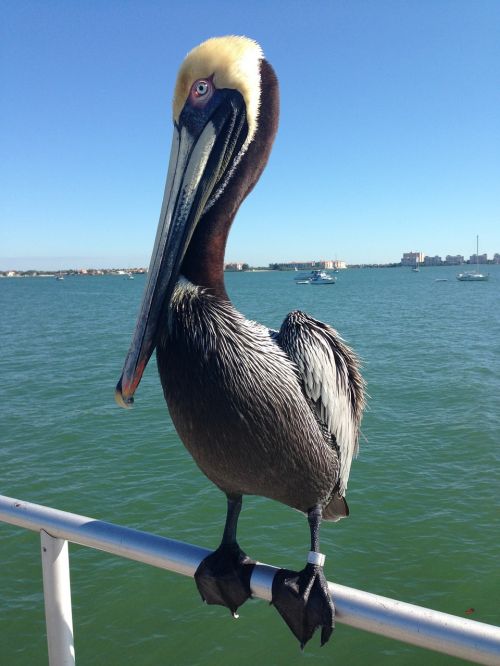 pelican tropical water