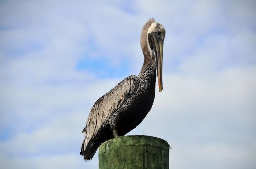 pelican resting piling