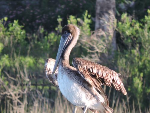 pelican bird nature