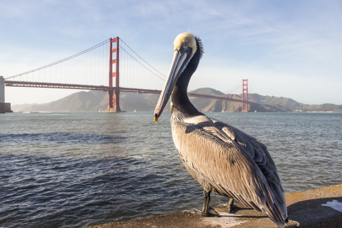 pelican golden gate bridge