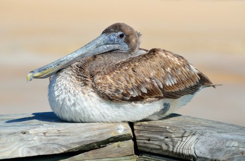 pelican bird avian