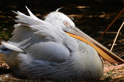 pelican feather waterfowl