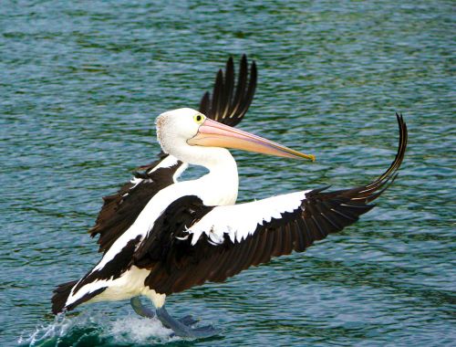 pelican bird nature