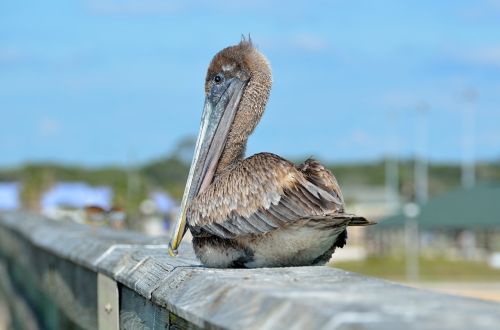 pelican bird resting