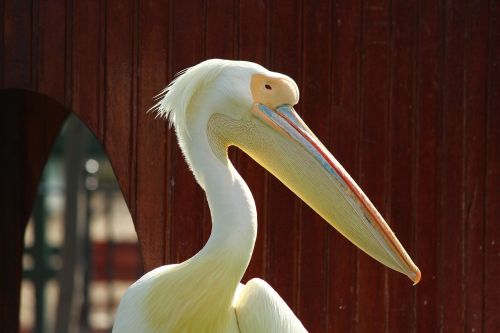 pelican zoo posing