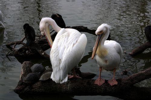 pelican white water