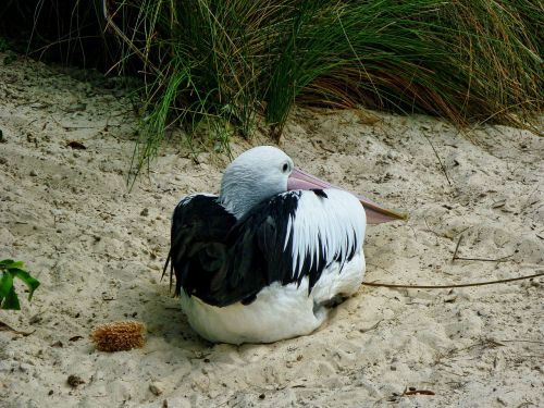 pelican bird sand