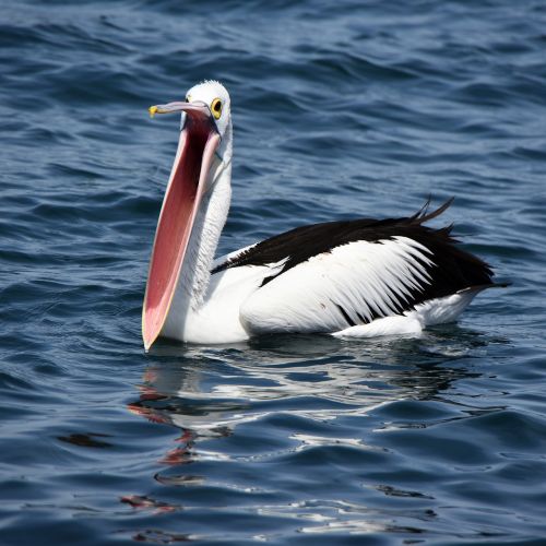 pelican beak open