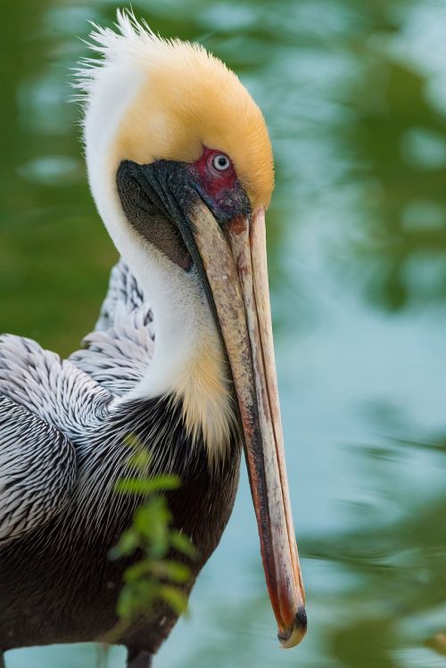 pelican bird wings