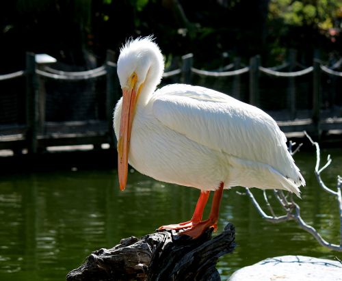 pelican bird nature