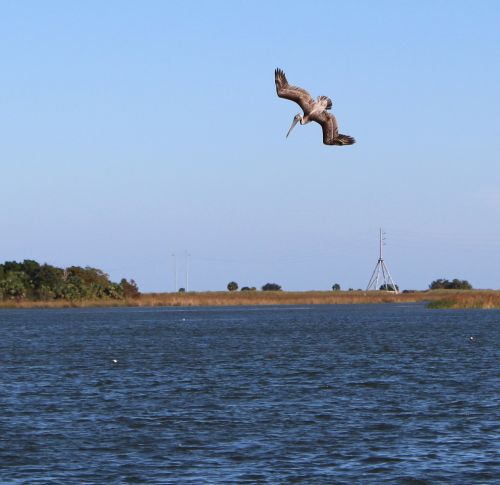pelican diving bird