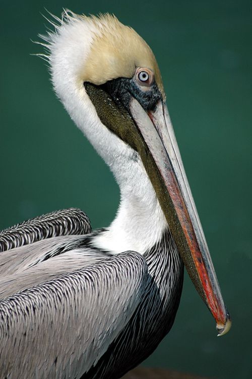 pelican bird avian