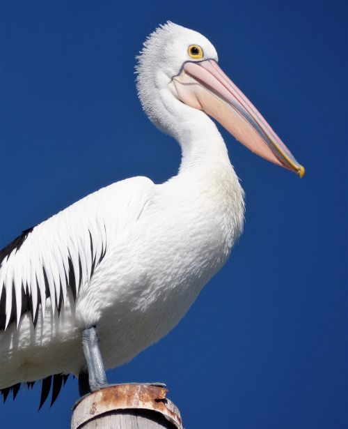 pelican bird nature