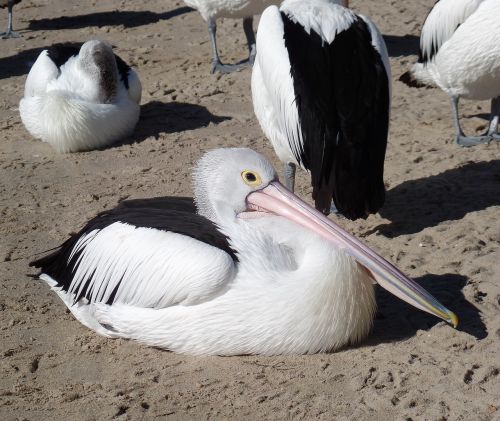 pelican bird nature