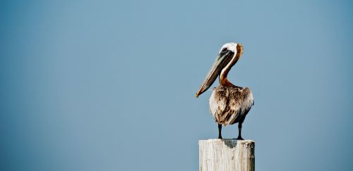 pelican bird clean