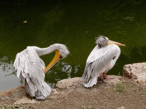 pelican water bird