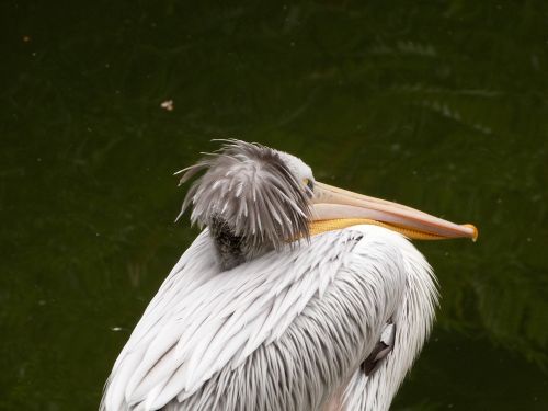 pelican zoo water