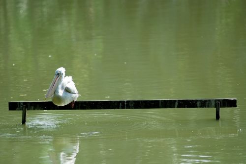 pelican bird lonely