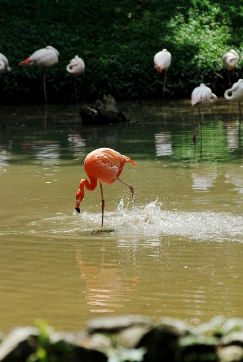 pelican bird lonely