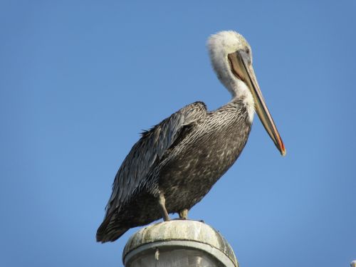 pelican bird wildlife