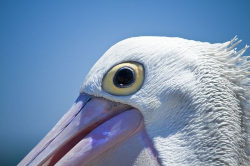 pelican bird coast
