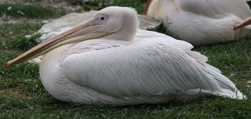 pelican resting bird
