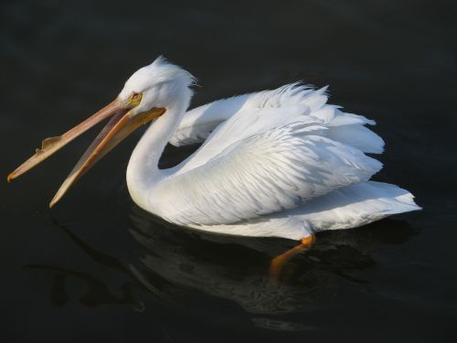 pelican bird wildlife