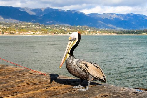 pelican santa barbara california