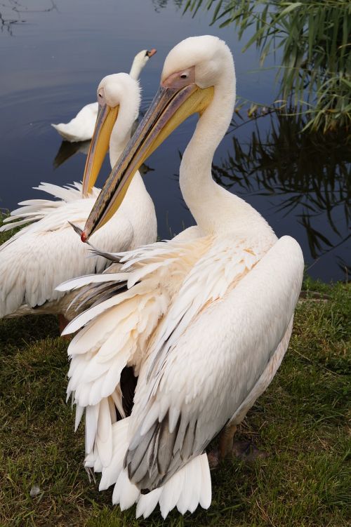 pelican bird animal