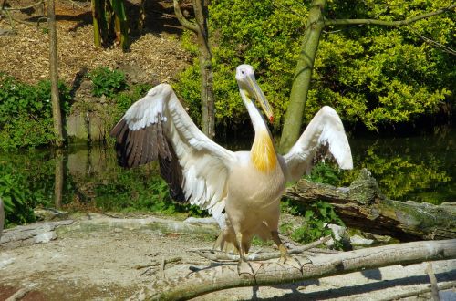 pelican bird pelecanidae
