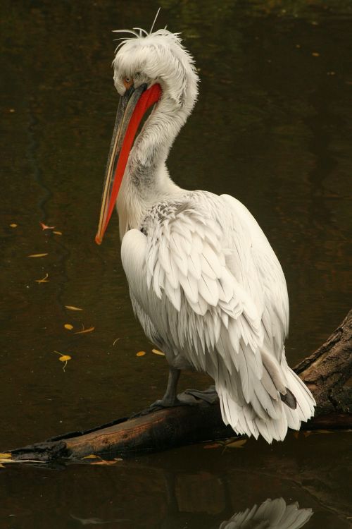 pelican zoo animal